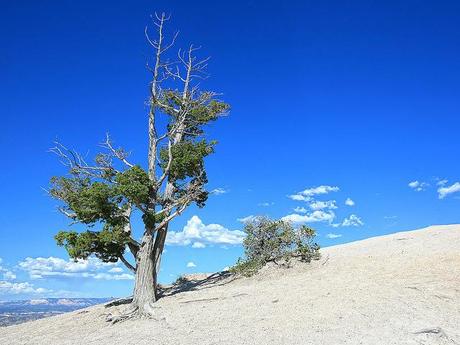 Hands (and tree) in the sky