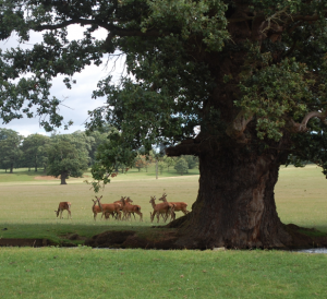 We know what we are, but know not what we may be. Nuove cronache dalla campagna inglese