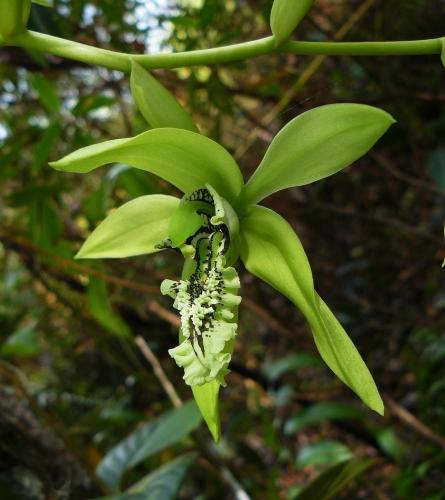 viaggi,asia,borneo,malesia