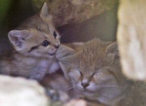 Nato in Israele il rarissimo Gatto Delle Sabbie