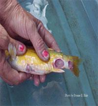 Anniston (USA): un pesce al PCB
