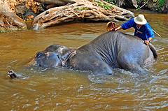 Thailand_4146 - Maesa Elephant Camp