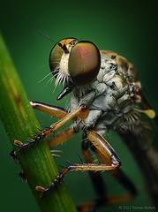 Female Ommatius Robber Fly