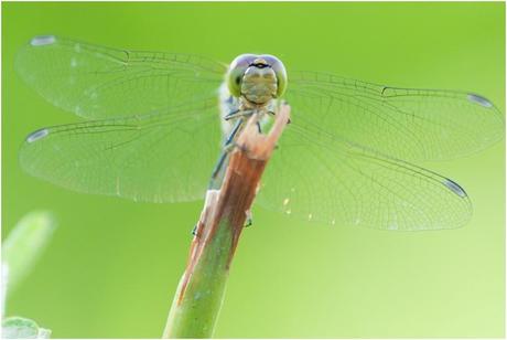 Fotografia macro per principianti, prima parte: l’apertura che non ti aspetti