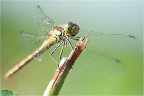 Fotografia macro per principianti, prima parte: l’apertura che non ti aspetti