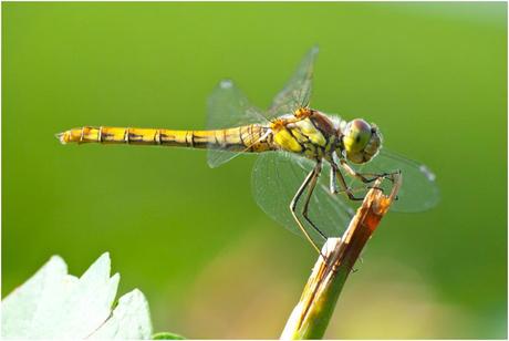 Fotografia macro per principianti, prima parte: l’apertura che non ti aspetti