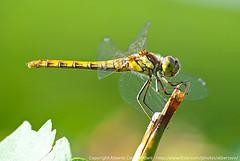 Dragonfly profile