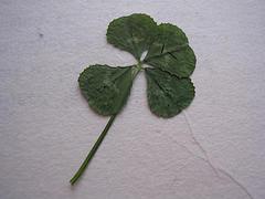 Four Leaf Clover