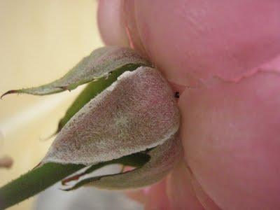 La vita di una rosa