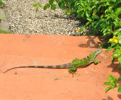 Guanacaste.