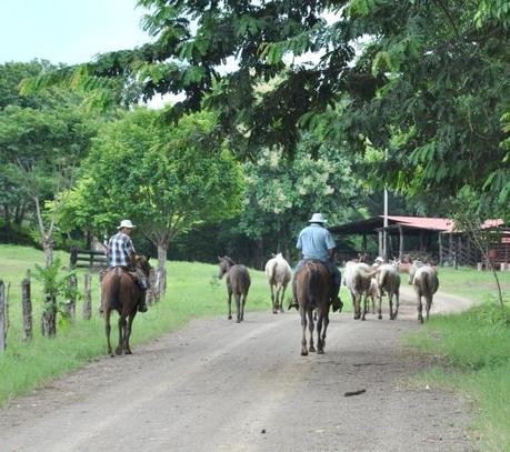 Guanacaste.