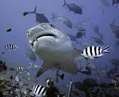 immersioni scuba diving tra squali .. le migliori del mondo a Beqa, isole Fiji