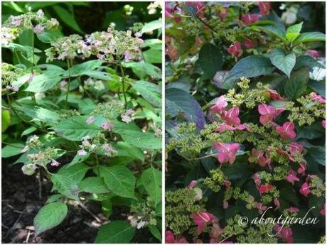 giardini francesi: Jardin d’Annabelle