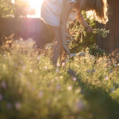 Meravigliosi semplici fiori di campo