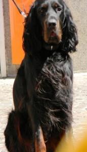 I nostri amici per eccellenza, i cani, vedono a colori o in bianco e nero?