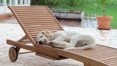 Vacanze da... cani! #3