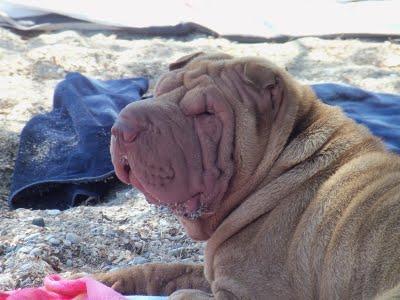 Vacanze da... cani! #3