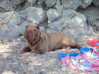 Vacanze da... cani! #3