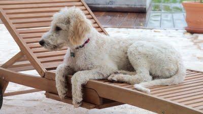 Vacanze da... cani! #3