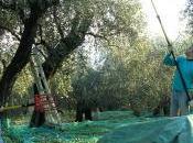 Olio Oliva Nice