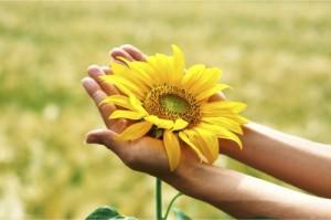 Sunflower_in_Woman_s_Hands_500x332