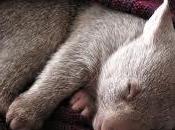 Corsi imparare portare ottobre Seriate