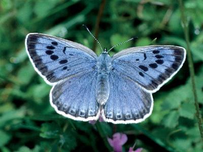 Il mimetismo acustico delle farfalle blu
