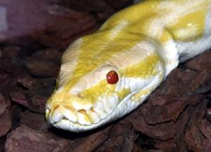 Lucca città di serpenti? Evaso un pitone albino!