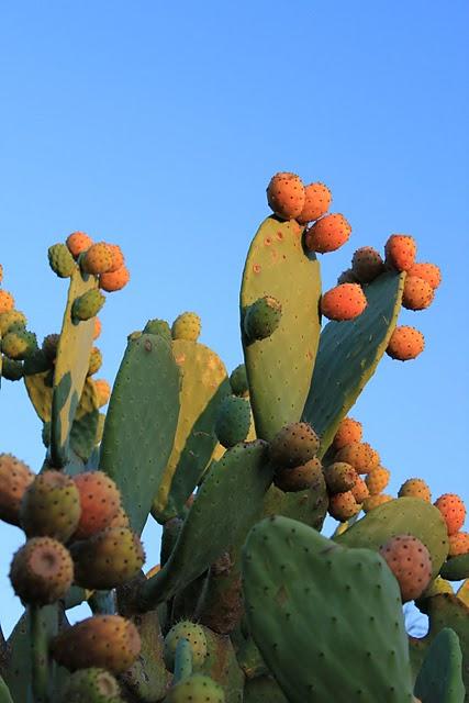 Con la Sardegna nel cuore