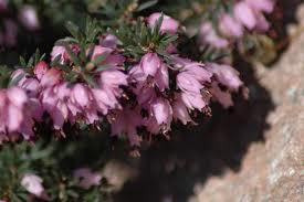 Speciale Bronte: Anne, Charlotte e Emily Bronte in Lyrics