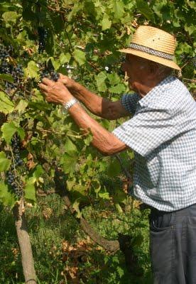 La vendemmia