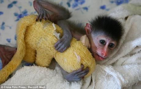 Multi-coloured: Mandrills are closely related to baboons and will grow up to sport a blue, pink and purple anus