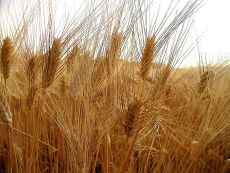 Tutte le virtù dei cereali trattati dalla Nonna