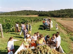 vacanze - vendemmia