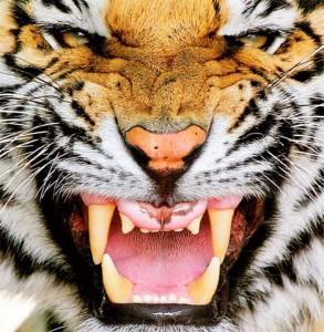 Sognare una tigre