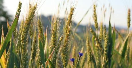 Le Virtù dei cereali secondo Nonna: La Segale