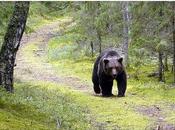 L'orsa golosa scappata parco Līgatne