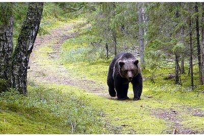 L'orsa golosa scappata dal parco di Līgatne