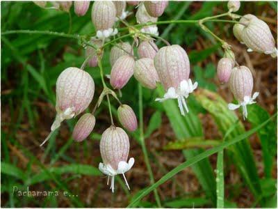 Silene vulgaris