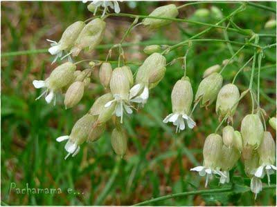 Silene vulgaris