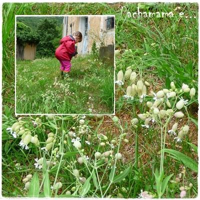 Silene vulgaris