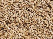 Virtù cereali secondo Nonna: Farro