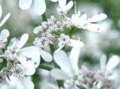 Olio coriandolo: dalla natura antibiotico contro batteri