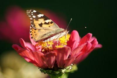 Un paio di scatti a: UNA FARFALLA