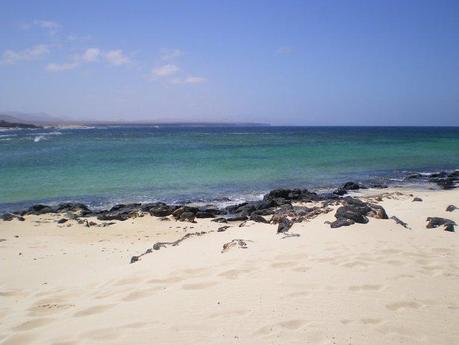 Canarie Dreaming…