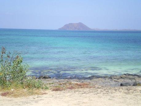 Canarie Dreaming…