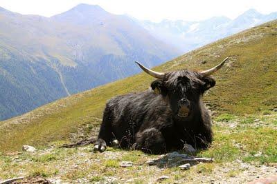 passeggiare in montagna, Livigno