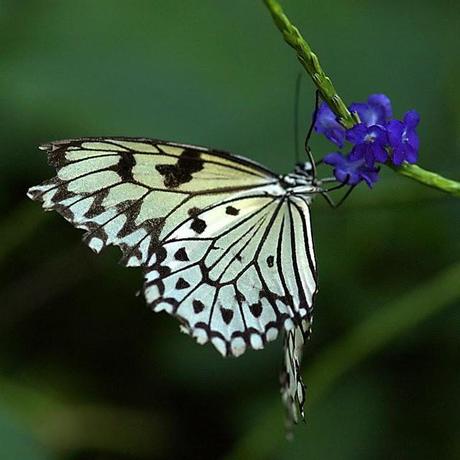 Le farfalle di Schmetterlingshaus
