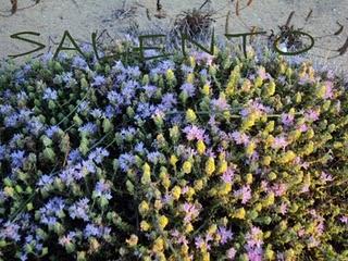 il Salento: terra di profumi, sapori, arte e mare stupendo ( parte seconda)