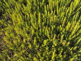 il Salento: terra di profumi, sapori, arte e mare stupendo ( parte seconda)